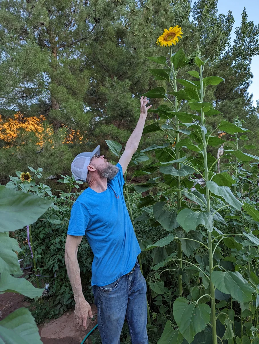 John Reaching for a Titan Sunflower, a 9-10 Foot Monster